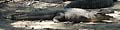 Guy Fanguy - Artist - Alligator (38).jpg Size: 27293 - 8